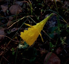 Narcissus obesus