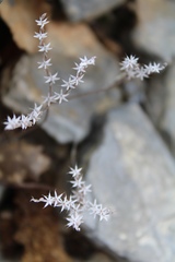 Sedum hispanicum
