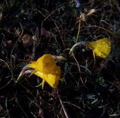 Narcissus obesus