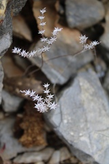 Sedum hispanicum