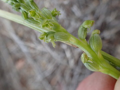 Microtis frutetorum