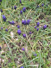 Muscari commutatum