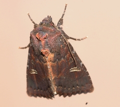 Neumichtis adamantina