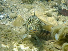Parapercis australis