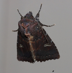 Neumichtis adamantina