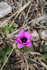Anemone hortensis