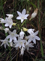 Triteleia bridgesii