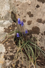 Muscari