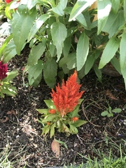 Celosia argentea plumosa