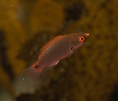 Cirrhilabrus punctatus