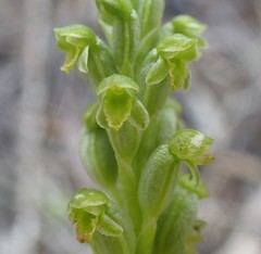 Microtis frutetorum