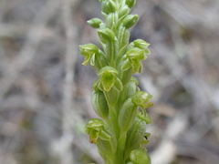 Microtis frutetorum