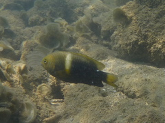 Chrysiptera biocellata