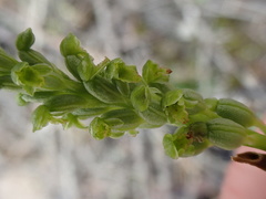 Microtis frutetorum