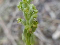 Microtis frutetorum