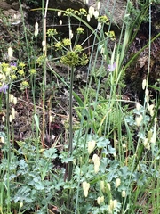 Lomatium howellii