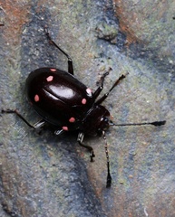 Sinocymbachus quadrimaculatus