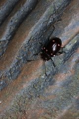 Sinocymbachus quadrimaculatus