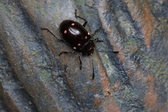 Sinocymbachus quadrimaculatus