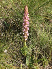 Satyrium neglectum neglectum