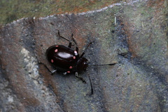 Sinocymbachus quadrimaculatus