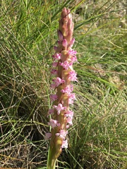 Satyrium neglectum neglectum