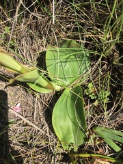 Satyrium neglectum neglectum