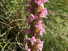 Satyrium neglectum neglectum
