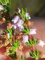 Erica intervallaris intervallaris