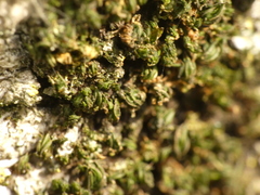 Syntrichia papillosa
