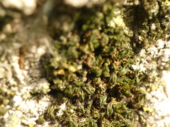 Syntrichia papillosa