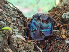 Coprophanaeus ensifer