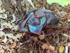 Coprophanaeus ensifer