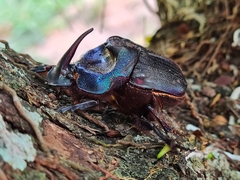 Coprophanaeus ensifer