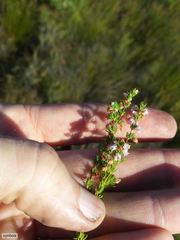 Erica intervallaris intervallaris
