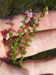 Erica intervallaris intervallaris
