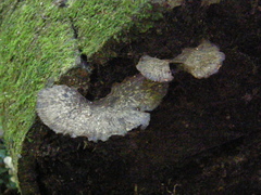 Neodictyopus dictyopus