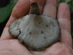 Neodictyopus dictyopus