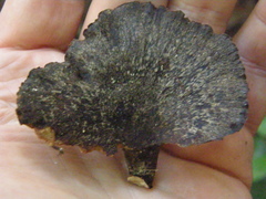 Neodictyopus dictyopus
