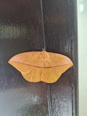 Lonomia obliqua