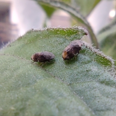 Auchenorrhyncha