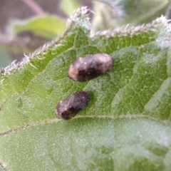 Auchenorrhyncha