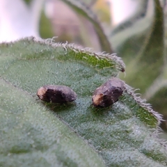Auchenorrhyncha