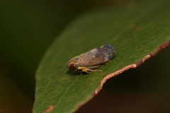 Tartessini