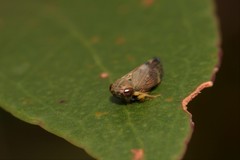 Tartessini