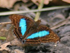 Doxocopa laurentia cherubina