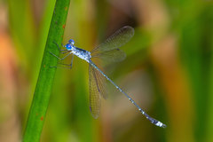 Lestes tridens