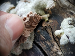 Schizophyllum commune