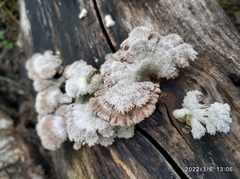 Schizophyllum commune