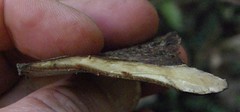 Neodictyopus dictyopus